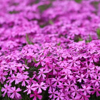 Background of purple flowers Phlox in spring. Floral backdrop