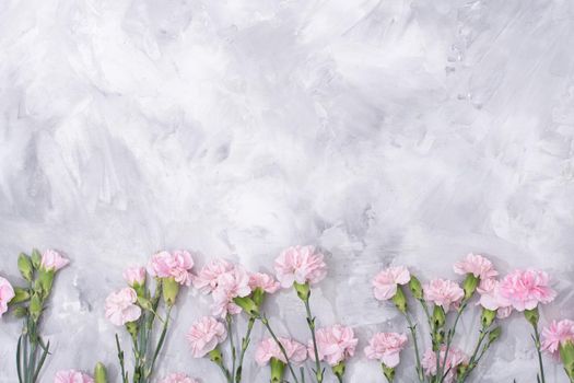 loose pink carnations scattered on cement background, spring holidays, valentine's day, international women's day on march 8, may 1 labor day, copy space. High quality photo