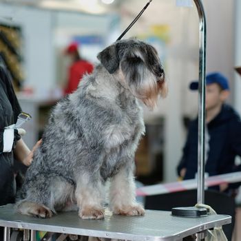 Miniature schnauzer sits on a grooming table.