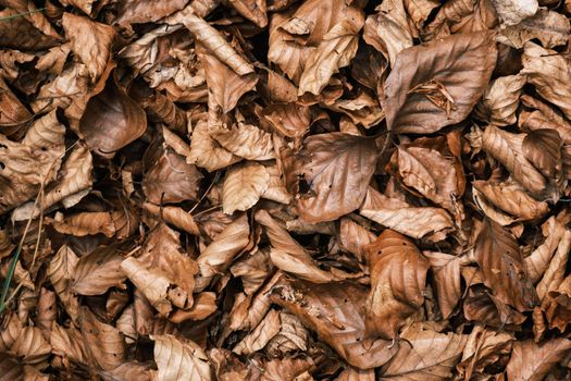 Background Texture Of Dry Fall Leaves