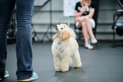 A professional trainer attracted the attention of a poodle puppy during a workout.