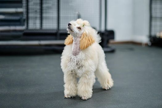 A beautiful puppy aged 5 months of a small poodle in a rack looks up.