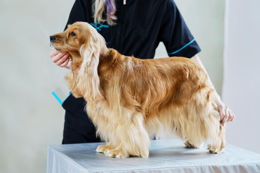 English cocker spaniel with a long hair skirt on the table.