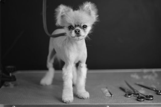 A dog with alopecia. Loss of hair. Grooming. Pomeranian. Dog alopecia. Alopecia in Dog