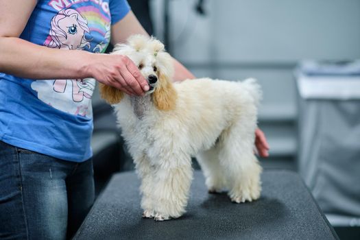 Handler encourages poodle puppy during table workout.