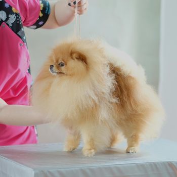 The shaggy Pomeranian dog is happy to stand in a rack on the table.