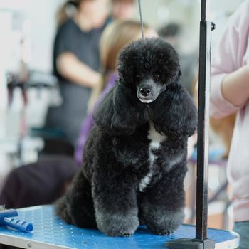 A beautiful black poodle with a new haircut is sitting on the table.