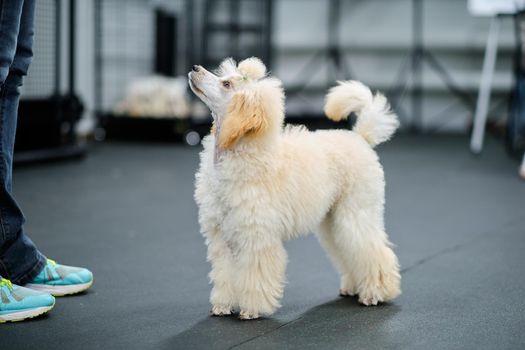 Adorable little poodle puppy looks at animal trainer.