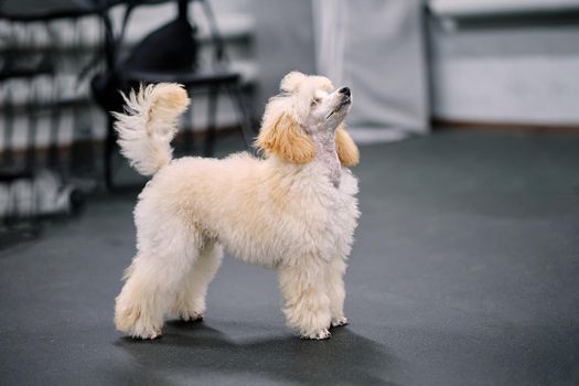 A beautiful apricot-colored poodle puppy in a rack looks up.