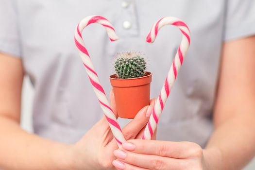 Small cactus in pot with christmas candy in female doctor or beautician hands
