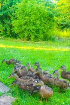 Male and female mallard ducks on green grass natural background in Hemmoor Hechthausen Cuxhaven Lower Saxony Germany.