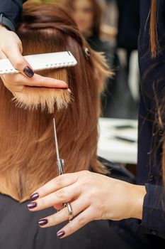 Hairdresser cuts red hair tips holding lock of red hair between fingers in beauty salon. Getting rid of split ends