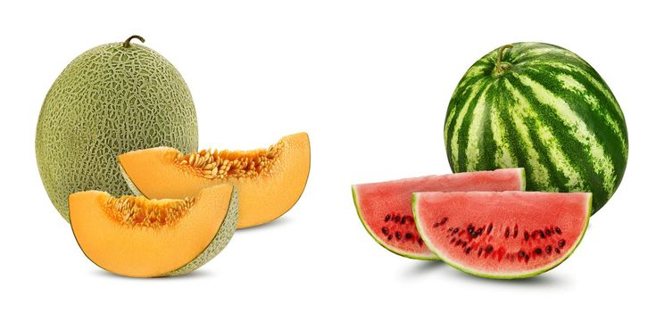 Green, striped watermelon and cantaloupe melon with slices in a cross-section, isolated on white background with copy space for text or images. Mellow red and yellow flesh with seeds. Side view. Close-up shot.