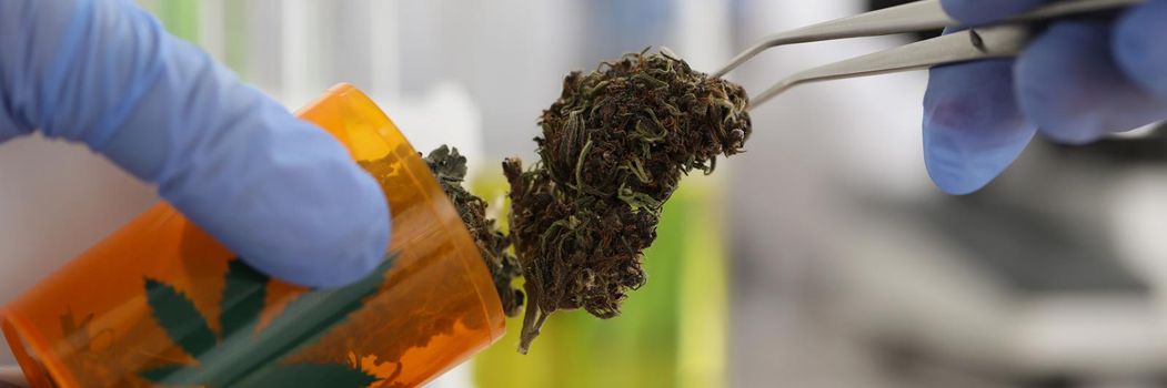 Close-up of laboratory worker in gloves put dried marijuana in glass container with tweezer. Make chemistry experiment in lab, hemp buds. Medicine concept