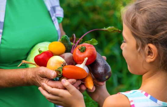 Grandmother in the garden with a child and a harvest of vegetables. Selective focus. Food.