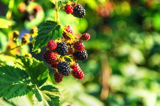 Blackberries grow in the garden. Selective focus. Food.