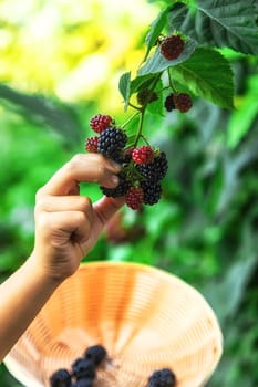 The child is harvesting blackberries in the garden. Selective focus. Food.