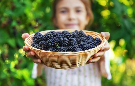The child is harvesting blackberries in the garden. Selective focus. Food.