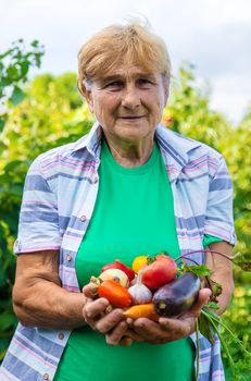 Grandmother in the garden with a harvest of vegetables. Selective focus. Food.