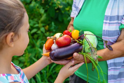 Grandmother in the garden with a child and a harvest of vegetables. Selective focus. Food.