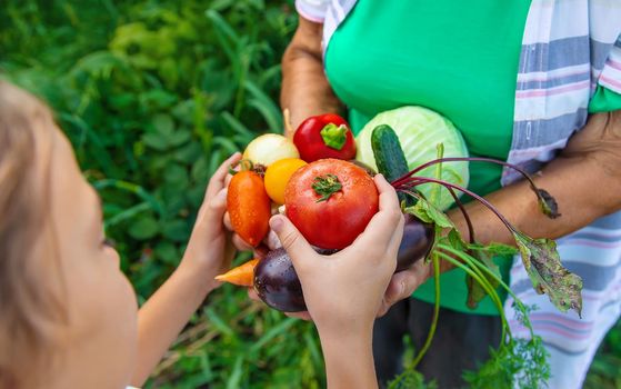 Grandmother in the garden with a child and a harvest of vegetables. Selective focus. Food.