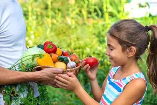 A man farmer holds vegetables in his hands and a child. Selective focus. Food.