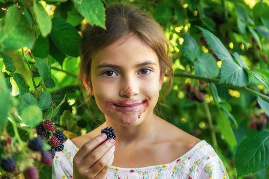 The child is harvesting blackberries in the garden. Selective focus. Food.