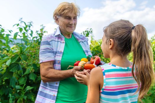 Grandmother in the garden with a child and a harvest of vegetables. Selective focus. Food.