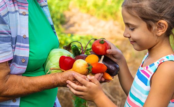 Grandmother in the garden with a child and a harvest of vegetables. Selective focus. Food.