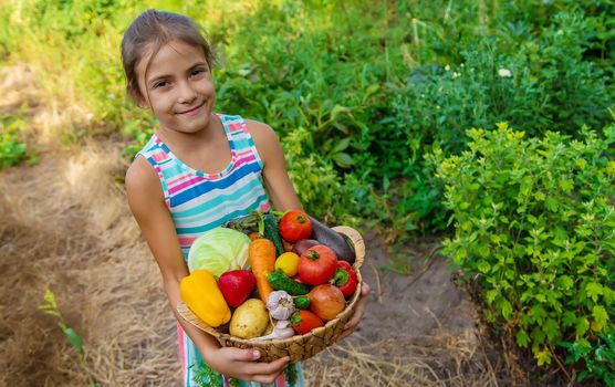 The child holds vegetables in his hands in the garden. Selective focus. Kid.