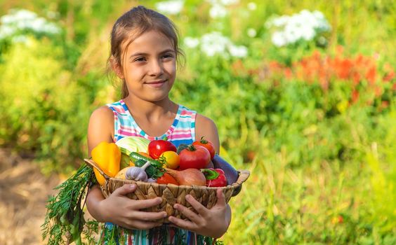 The child holds vegetables in his hands in the garden. Selective focus. Kid.