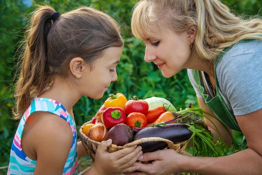 Woman farmer and child in the garden with a harvest of vegetables. Selective focus. Kid.