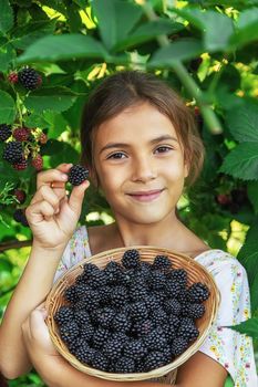 The child is harvesting blackberries in the garden. Selective focus. Food.