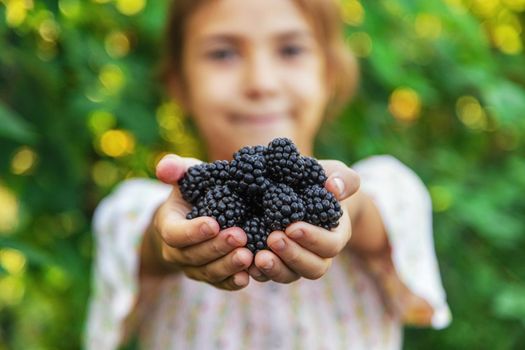 The child is harvesting blackberries in the garden. Selective focus. Food.