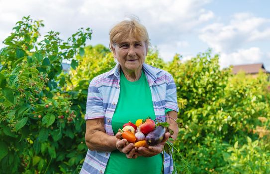 Grandmother in the garden with a harvest of vegetables. Selective focus. Food.