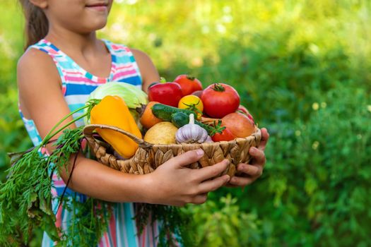 The child holds vegetables in his hands in the garden. Selective focus. Kid.