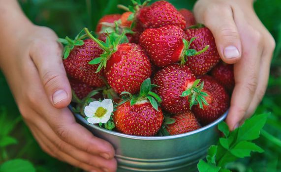 A child harvests strawberries in the garden. Selective focus. Kid.