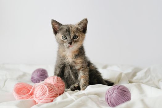 Little curious striped kitten sitting over white blanket looking at camera, balls skeins of thread around
