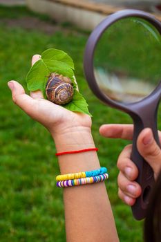 The child examines the snails on the tree. Selective focus. Nature.