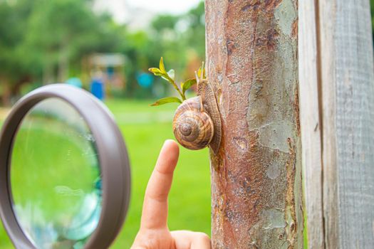 The child examines the snails on the tree. Selective focus. Nature.