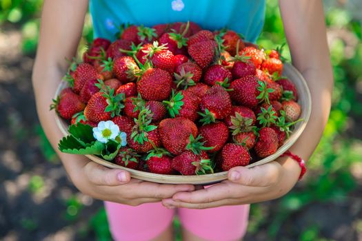 A child harvests strawberries in the garden. Selective focus. Kid.