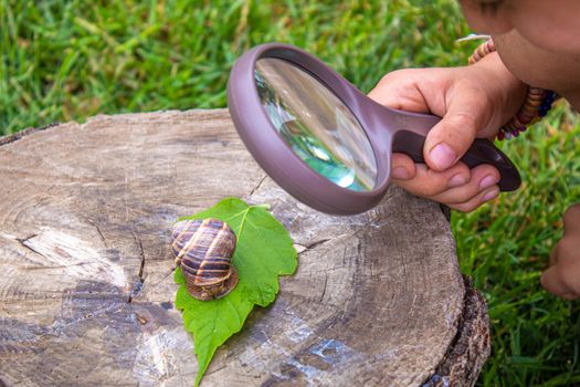 The child examines the snails on the tree. Selective focus. Nature.