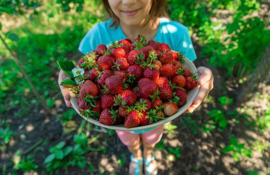 A child harvests strawberries in the garden. Selective focus. Kid.