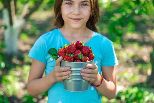 A child harvests strawberries in the garden. Selective focus. Kid.