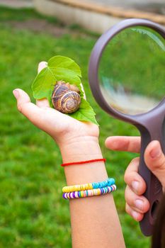 The child examines the snails on the tree. Selective focus. Nature.