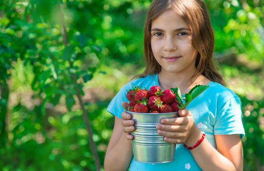 A child harvests strawberries in the garden. Selective focus. Kid.