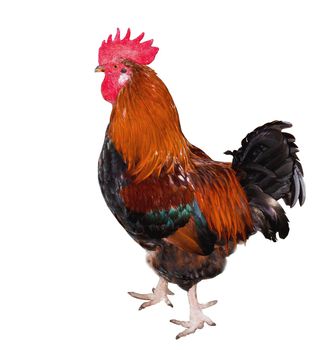 Beautiful male rooster isolated on white background. hen isolated on a white background.