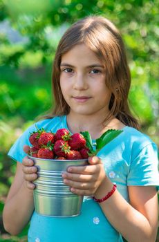 A child harvests strawberries in the garden. Selective focus. Kid.