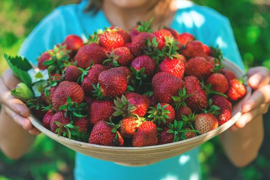 A child harvests strawberries in the garden. Selective focus. Kid.