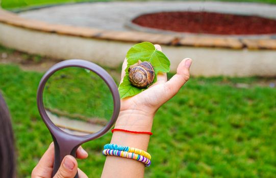 The child examines the snails on the tree. Selective focus. Nature.